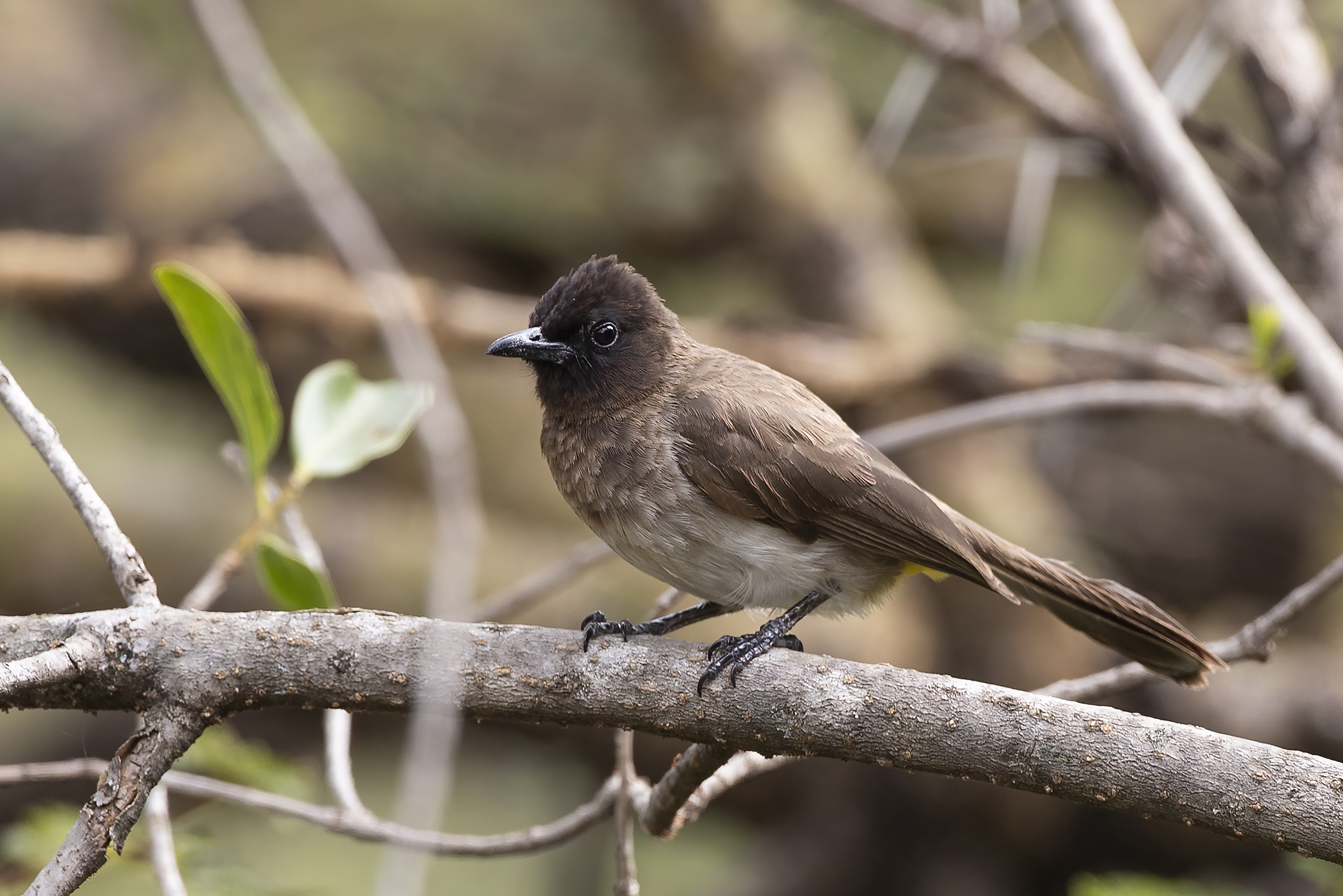 Common Bulbul